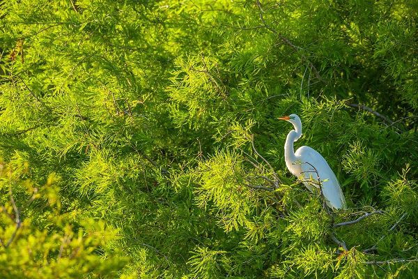 Florida-Anastasia Island Great egret in tree foliage